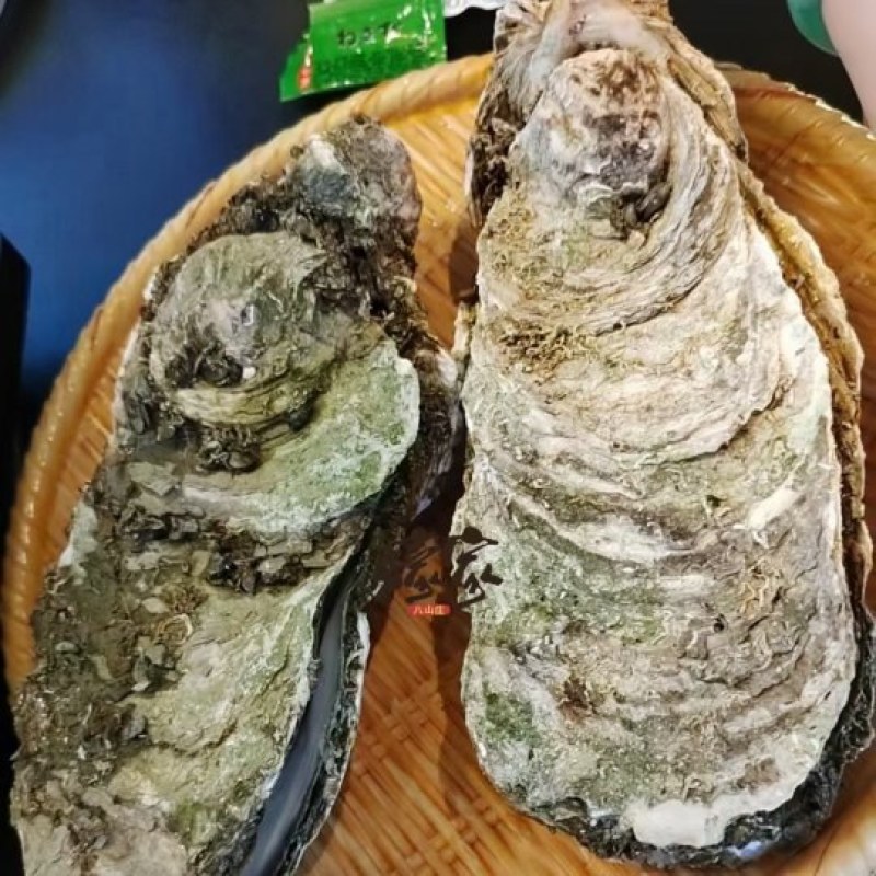 原产地供应商资源，全网低价格，天然脚板蚝，网红手臂蚝