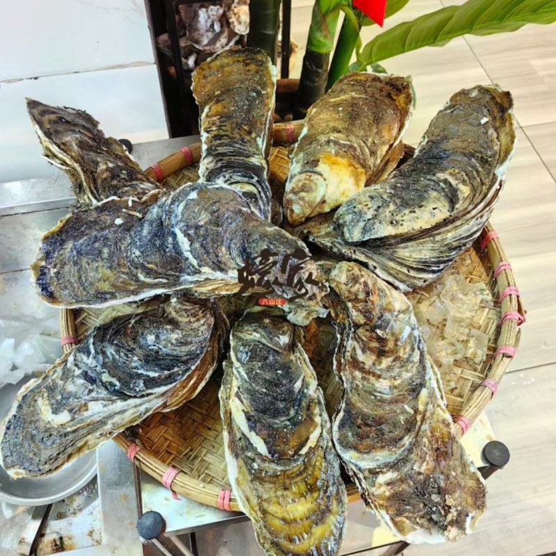 手臂蚝，拖鞋蚝，特大蚝，台山排底蚝，湛江蚝供应商