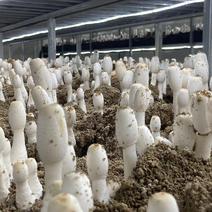 鸡腿菇鲜货干货大量有货，种植基地直销
