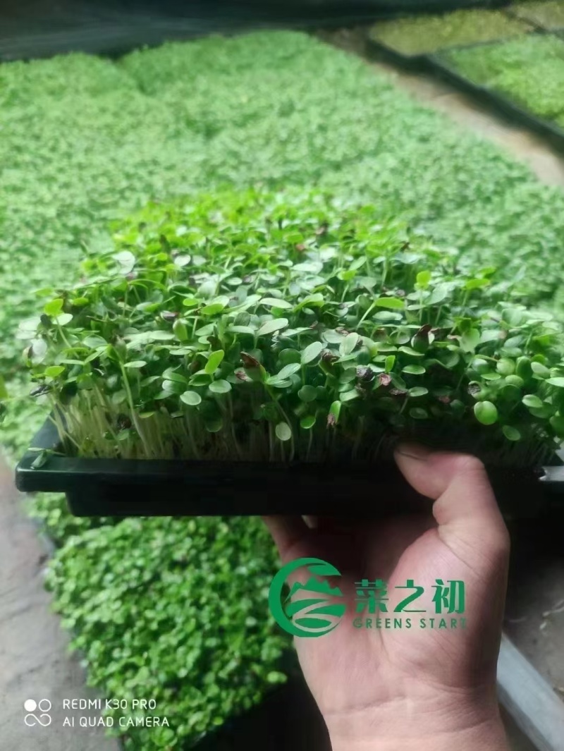 香椿芽苗菜基地大量种植量大质优价格优惠欢迎咨询