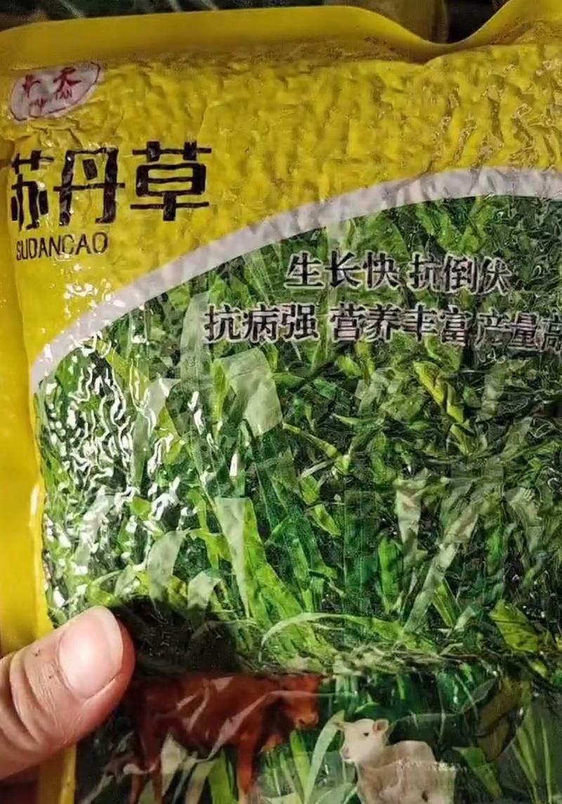 苏丹草种子牛羊和鱼都比较爱吃的苏丹草鱼虾草猪牛羊马喜食