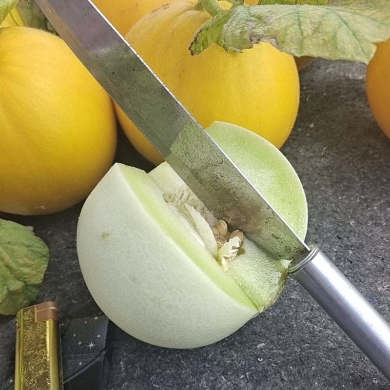 玉菇甜瓜大量上市，基地种植户找收瓜大户一次性清理