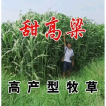 甜高粱种子猪牛羊鸡鸭鹅鱼鼠兔等所有牲畜均可食用全国均可种植