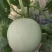 玉菇甜瓜大量上市，基地种植户找收瓜大户一次性清理