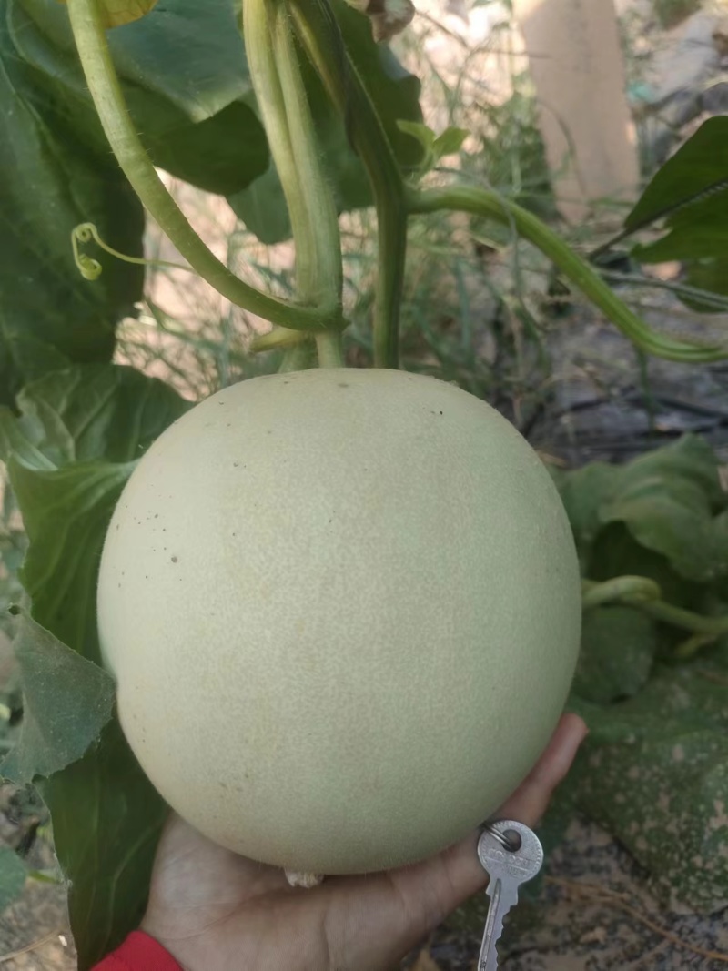 玉菇甜瓜大量上市，基地种植户找收瓜大户一次性清理