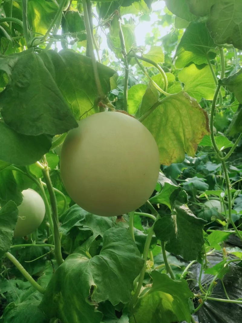 玉菇甜瓜大量上市，基地种植户找收瓜大户一次性清理
