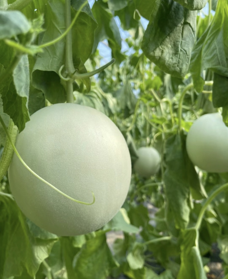 玉菇甜瓜大量上市，基地种植户找收瓜大户一次性清理