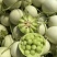 玉菇甜瓜大量上市，基地种植户找收瓜大户一次性清理