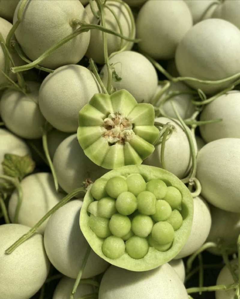 玉菇甜瓜大量上市，基地种植户找收瓜大户一次性清理