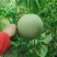 玉菇甜瓜大量上市，基地种植户找收瓜大户一次性清理