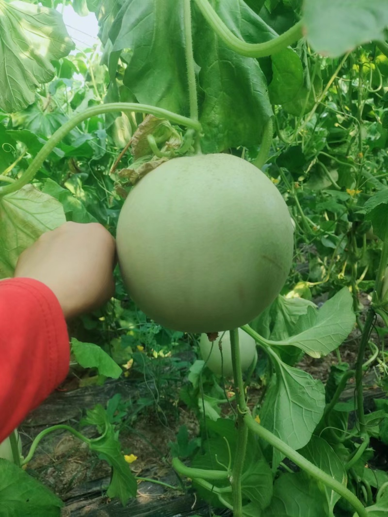 玉菇甜瓜大量上市，基地种植户找收瓜大户一次性清理