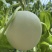 玉菇甜瓜大量上市，基地种植户找收瓜大户一次性清理
