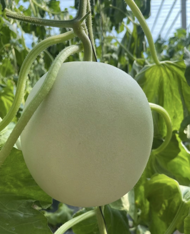 玉菇甜瓜大量上市，基地种植户找收瓜大户一次性清理