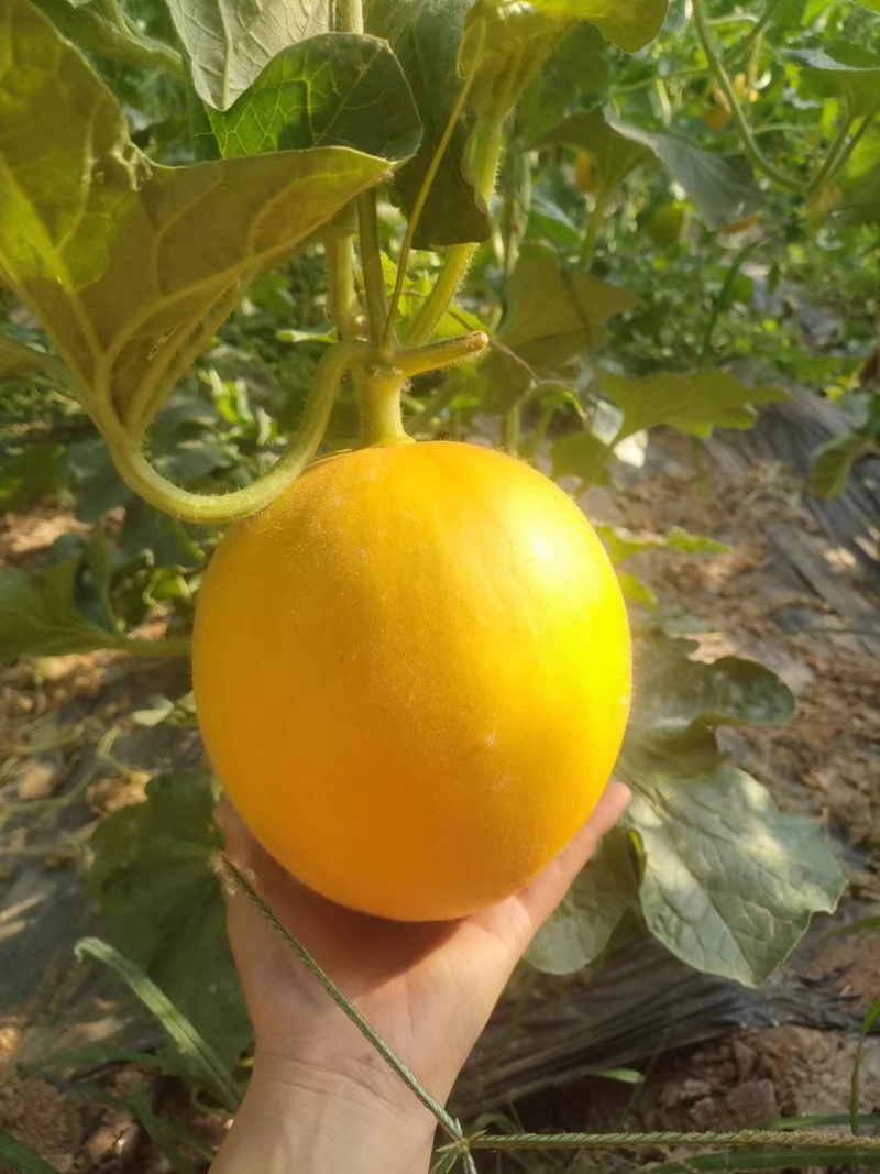 玉菇甜瓜大量上市，基地种植户找收瓜大户一次性清理
