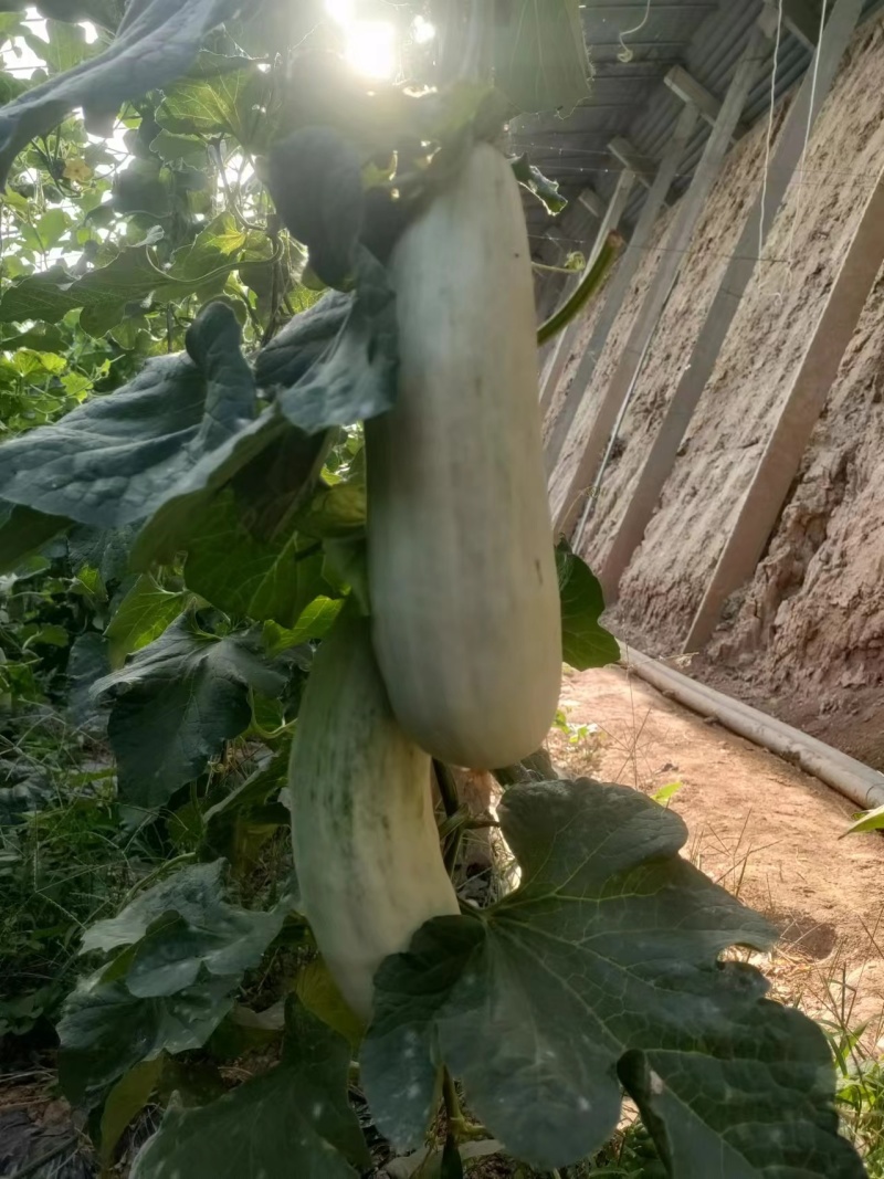 玉菇甜瓜大量上市，基地种植户找收瓜大户一次性清理