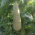 玉菇甜瓜大量上市，基地种植户找收瓜大户一次性清理