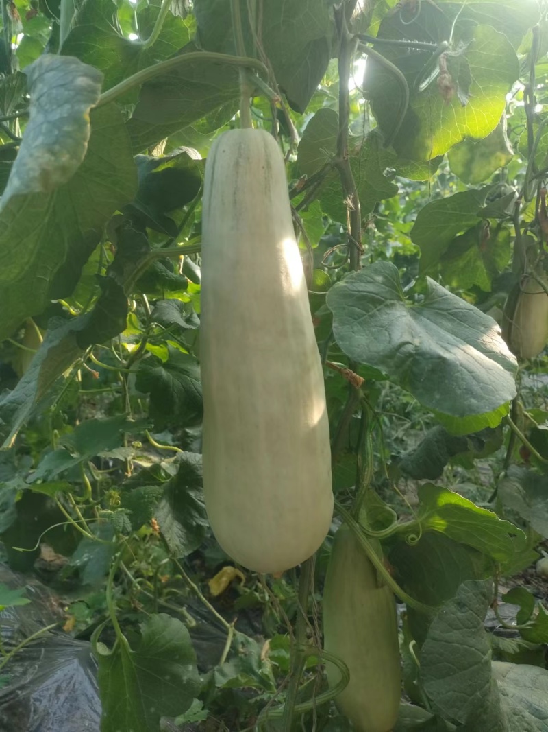 玉菇甜瓜大量上市，基地种植户找收瓜大户一次性清理