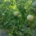 玉菇甜瓜大量上市，基地种植户找收瓜大户一次性清理