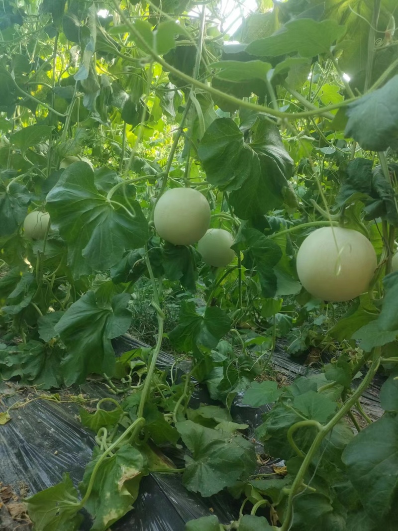 玉菇甜瓜大量上市，基地种植户找收瓜大户一次性清理