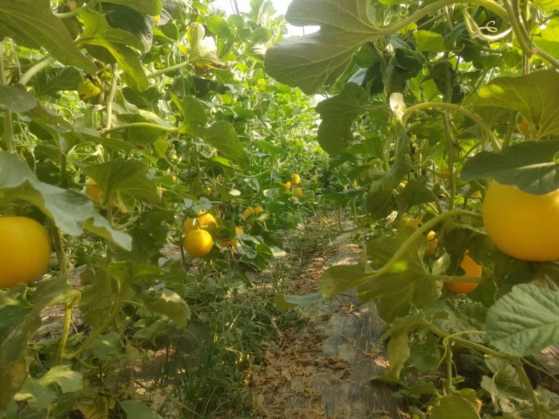 玉菇甜瓜大量上市，基地种植户找收瓜大户一次性清理