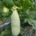 玉菇甜瓜大量上市，基地种植户找收瓜大户一次性清理