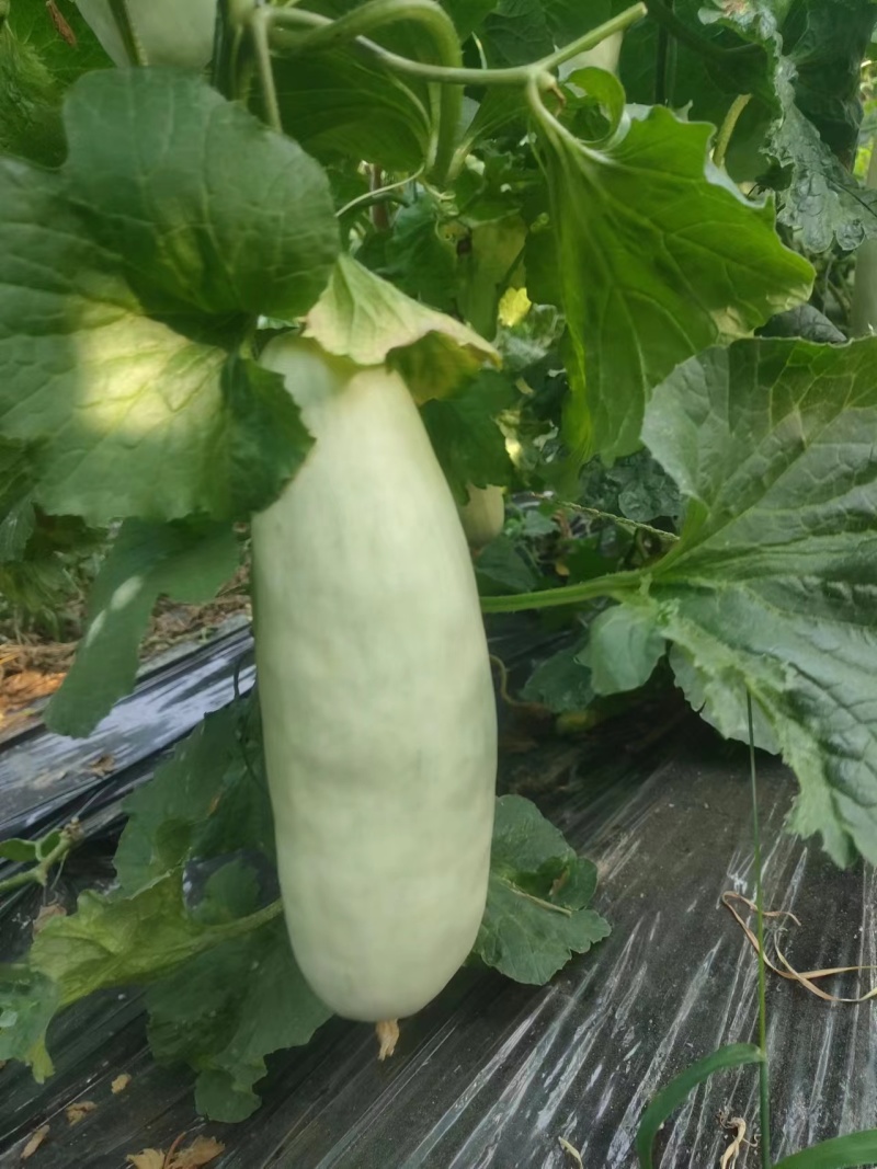 玉菇甜瓜大量上市，基地种植户找收瓜大户一次性清理