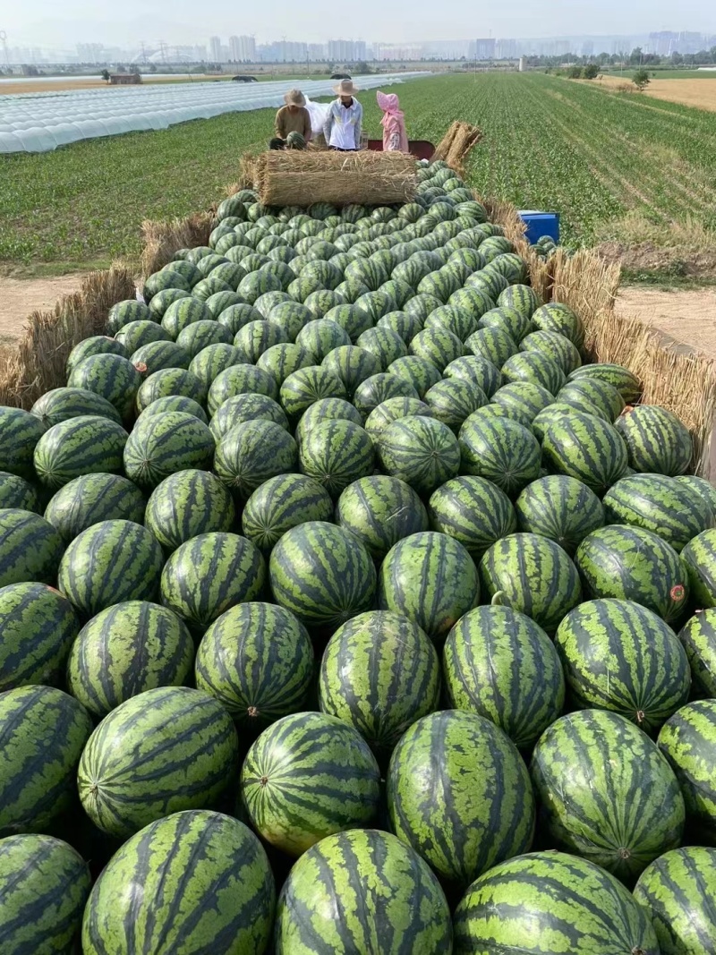 陕西蒲城甜王西瓜、糖度高、个头大！壤口红