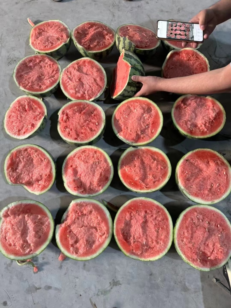 陕西蒲城甜王西瓜、糖度高、个头大！壤口红
