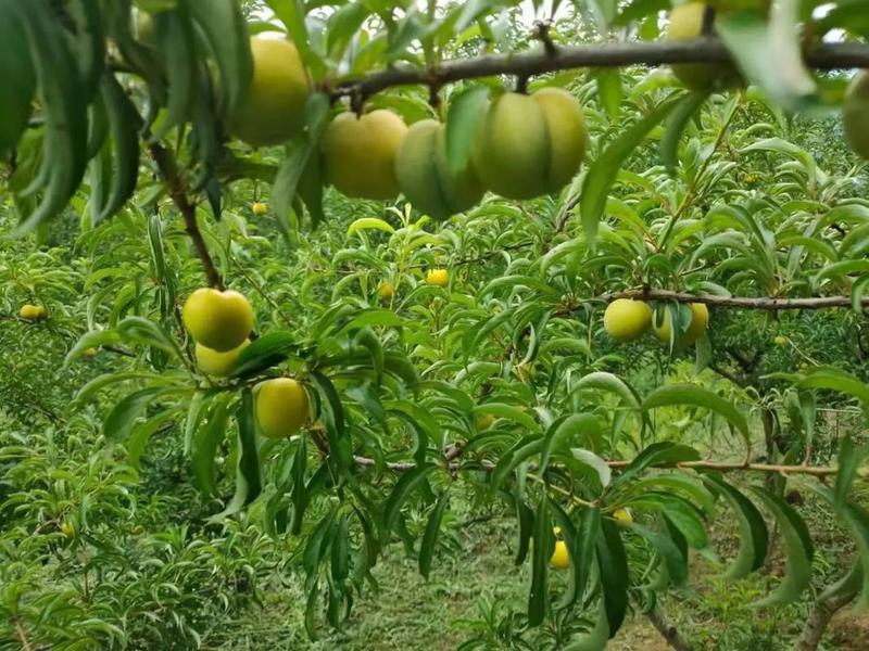 蜂糖李4零果