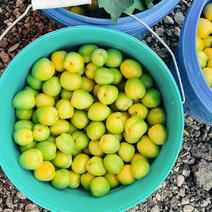 新疆，库车小白杏，树上的蜂蜜口感好大量上市，