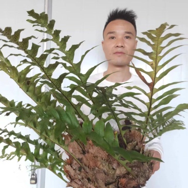 骨碎补