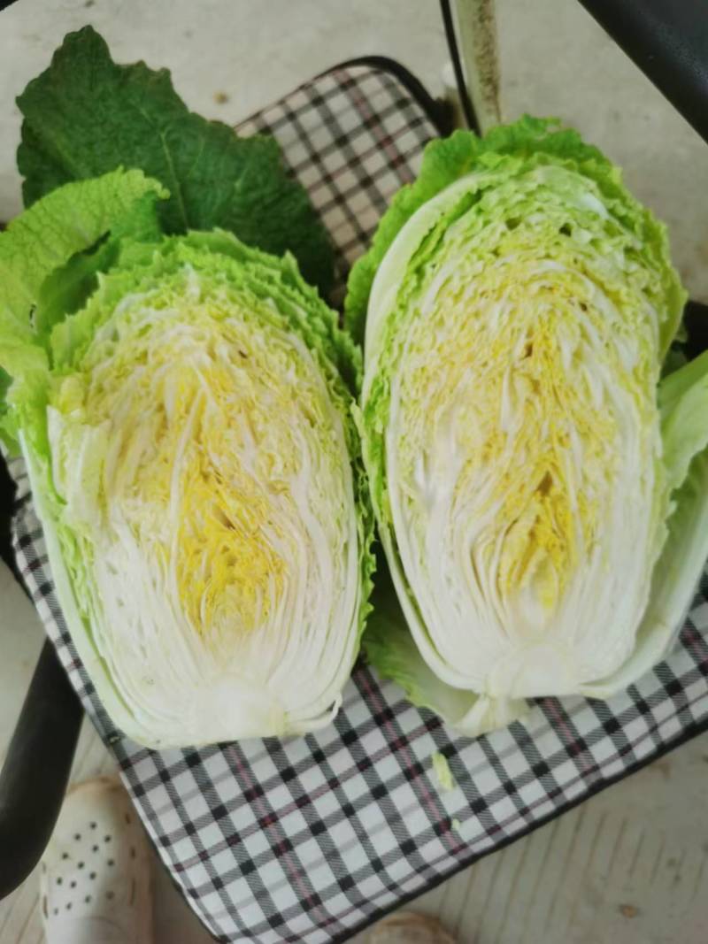 甘肃临洮黄心白菜，手感结实，出菜率高，产地直供，一手货源