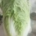 甘肃临洮黄心白菜，手感结实，出菜率高，产地直供，一手货源