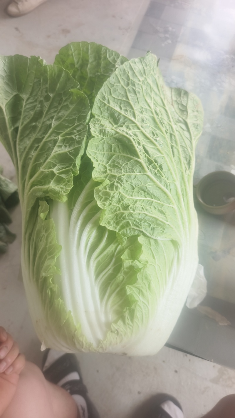 甘肃临洮黄心白菜，手感结实，出菜率高，产地直供，一手货源