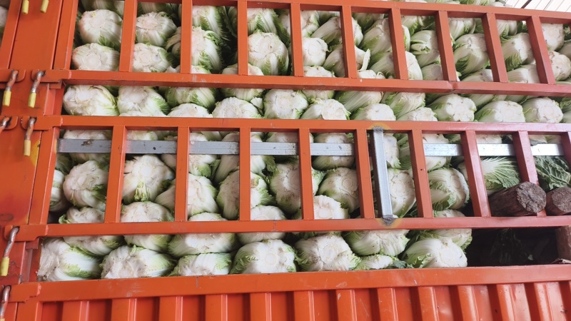 甘肃临洮黄心白菜，手感结实，出菜率高，产地直供，一手货源