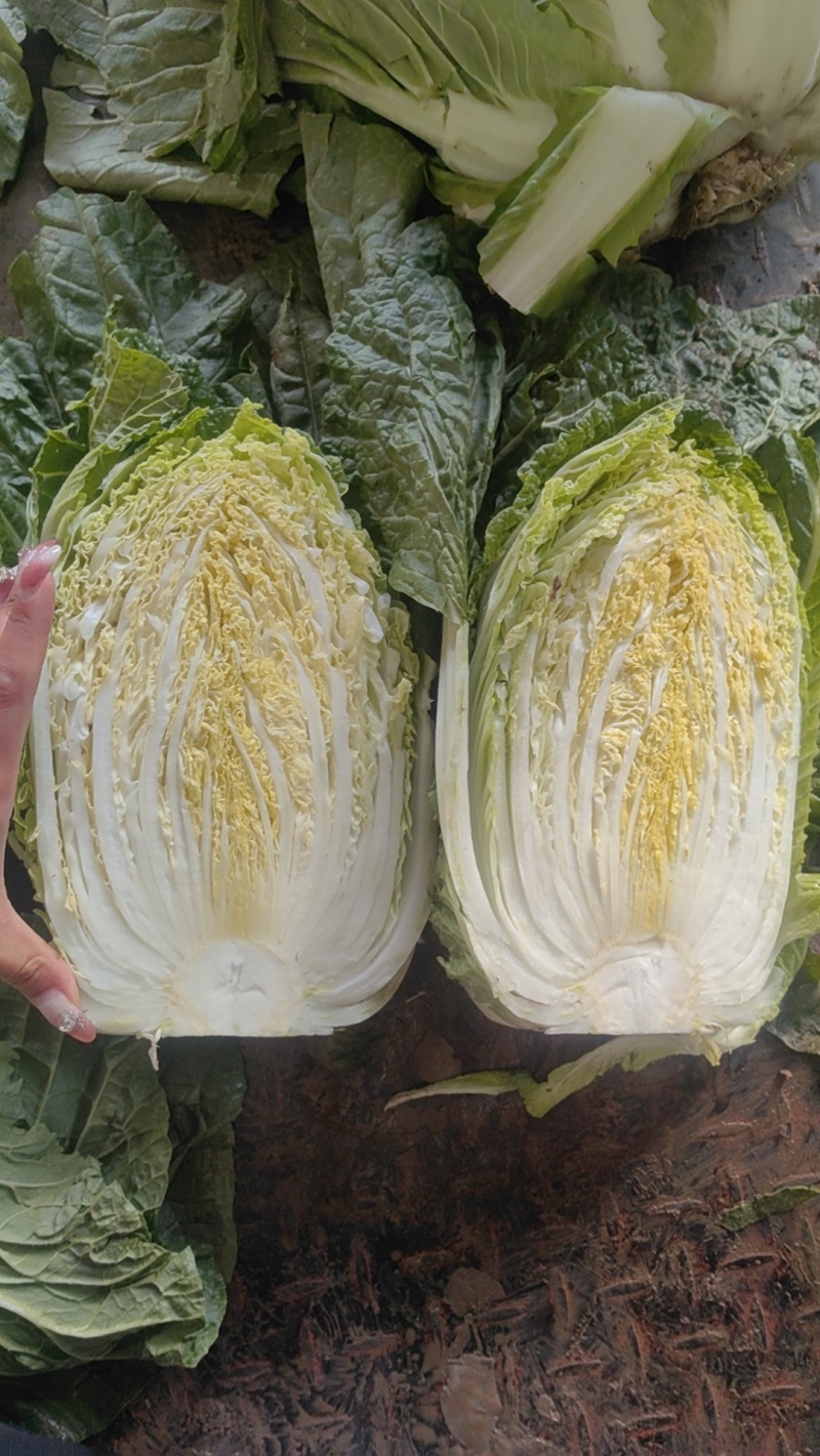 甘肃临洮黄心白菜，手感结实，出菜率高，产地直供，一手货源