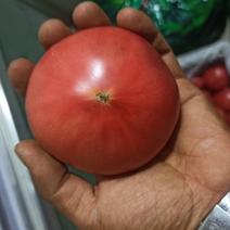普罗旺斯西红柿/老味道西红柿