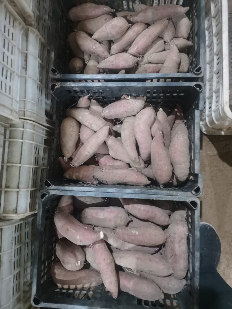 红瑶蜜薯，榴莲蜜薯，慧谷二号岳龙红河北红薯大量有货