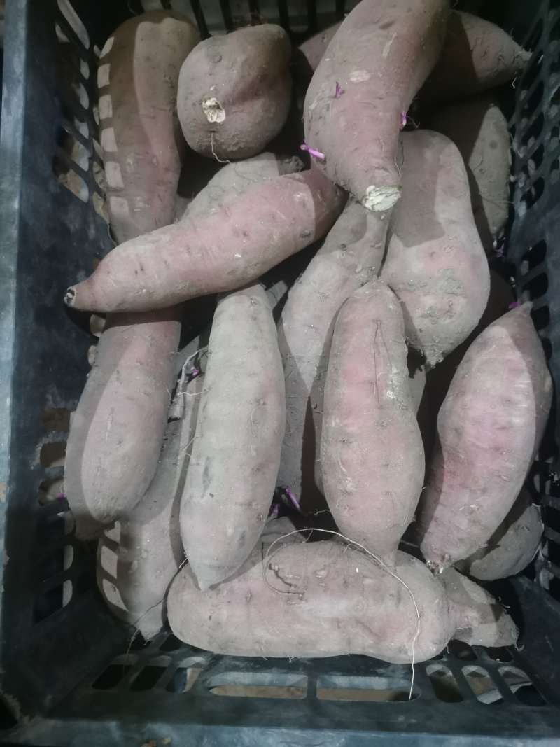 红瑶蜜薯，榴莲蜜薯，慧谷二号岳龙红河北红薯大量有货