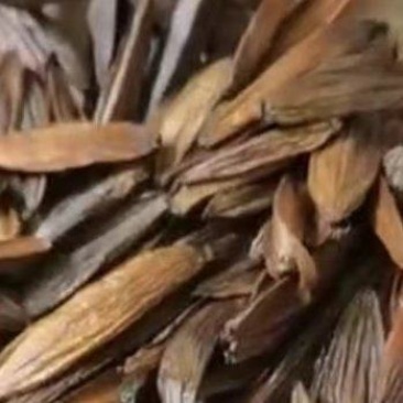 喜树果