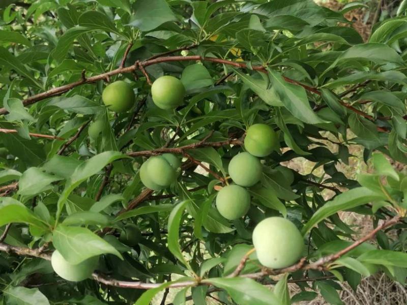 蜂糖李大量上市产地现摘现发品质保证支持视频看货核小脆甜