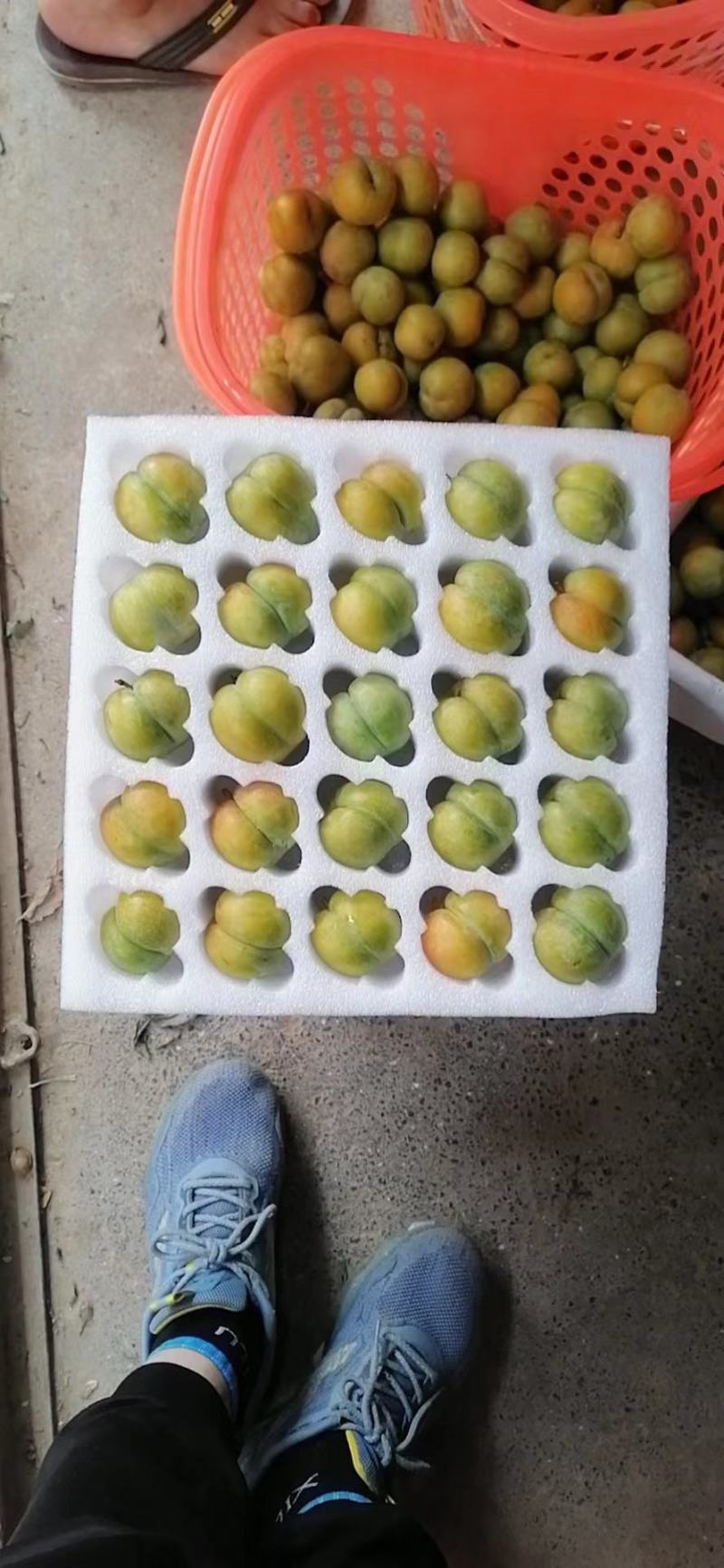 蜂糖李大量上市产地现摘现发品质保证支持视频看货核小脆甜