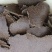 牛羊饲料二级花生饼花生二级饼蛋白20左右灰份5个以内无霉变