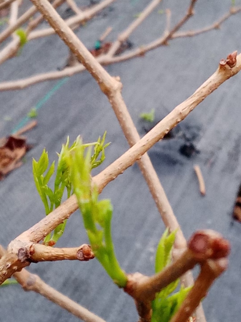 张家界山区农家现摘现炒手工莓茶