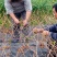 张家界山区农家现摘现炒手工莓茶