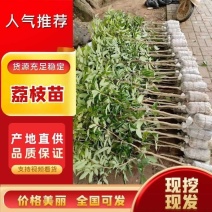 冰荔，无核，桂味仙进夆量大从优，一首货源，品质保证
