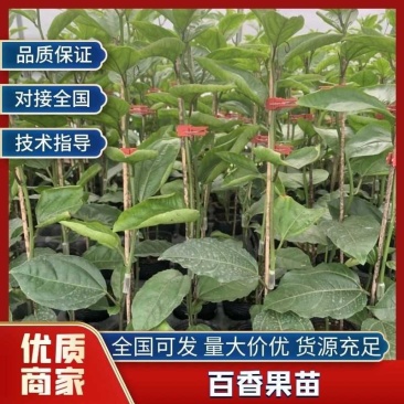 正宗嫁接黄金百香果苗基地现挖现发/品种纯正/带土发货