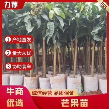 正宗嫁接芒果苗品种纯正/证件齐全可签合同/包成活全国发货