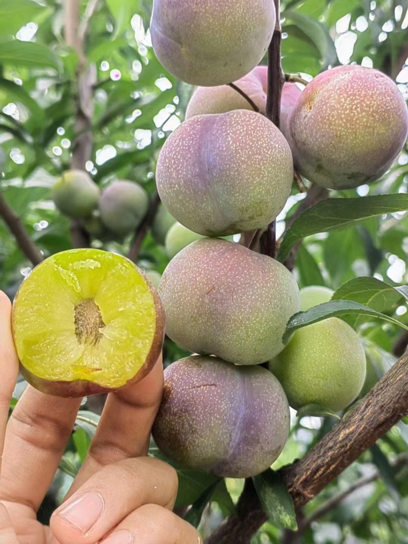 昭通市绥江县茵红李