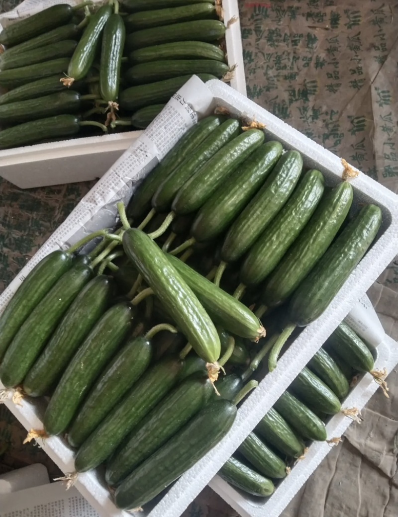 【推荐】精品优质小黄瓜长年供应，全国发货，欢迎来电订购